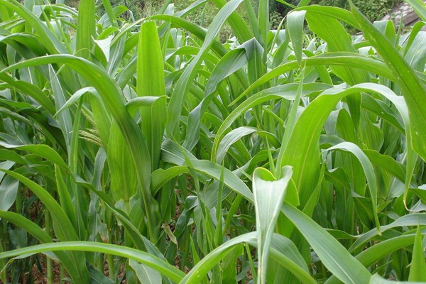 高丹草怎么種植養護