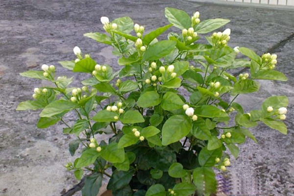 紫茉莉和茉莉的區別