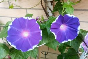 牽牛花種子價格是多少(一斤多少錢)
