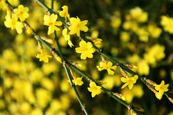 迎春花種植最為簡單粗暴的方法，沒有之一！