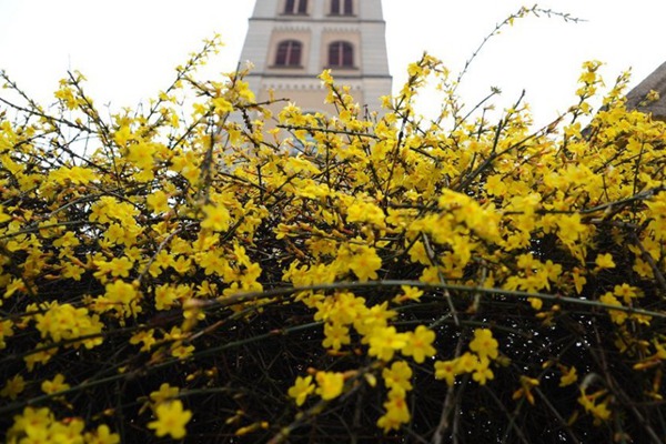 迎春花種植最為簡單粗暴的方法，沒有之一！