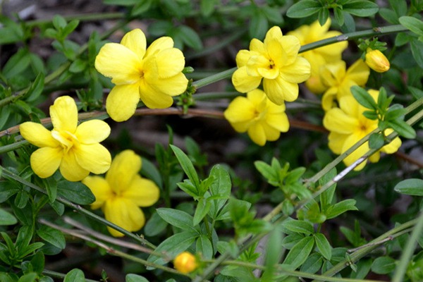 迎春花種植最為簡單粗暴的方法，沒有之一！