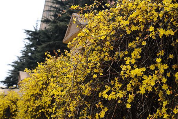 迎春花種植最為簡單粗暴的方法，沒有之一！