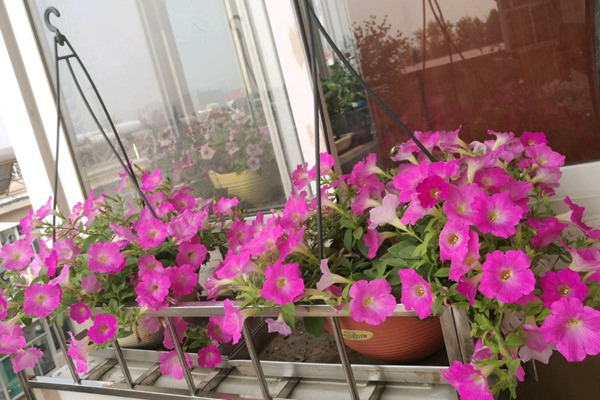 矮牽牛的種植方法及養護技巧