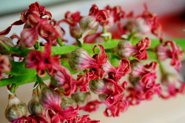風信子的花期是什么時候