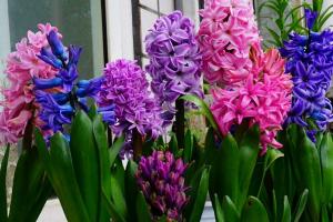 風信子一年能開幾次花