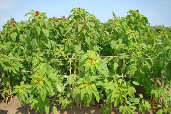 美國籽粒筧種子的種植方法