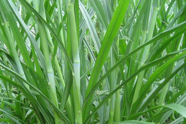 1畝甜象草能養幾頭牛