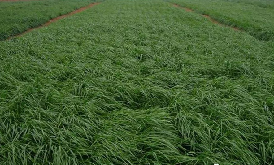 黑麥草一畝地能產多少草
