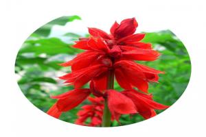 一串紅什么季節開花