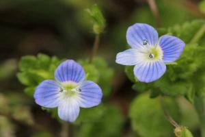 婆婆納的花語和寓意