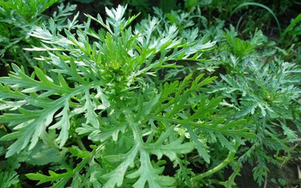 茼蒿什么時間種植比較合適，對溫度有什么要求