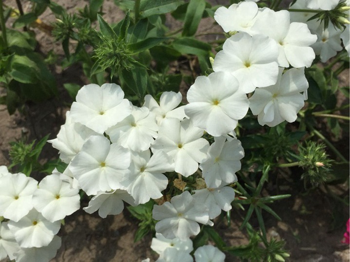 宿根福祿考的花期是什么時候，能持續多久