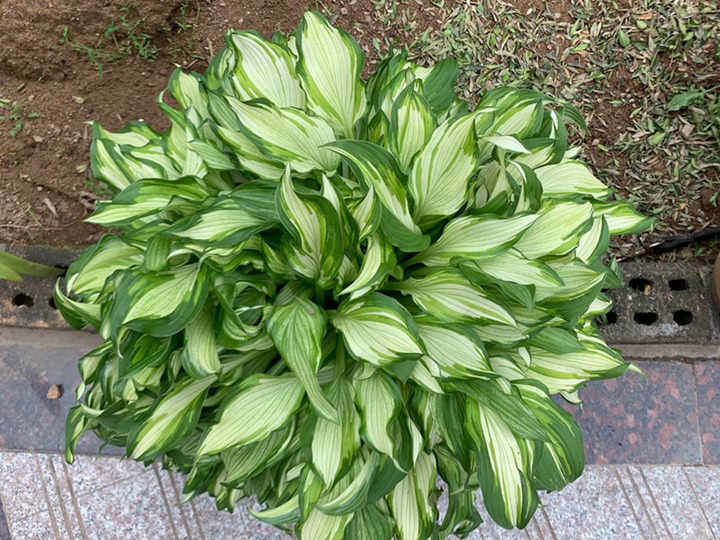 玉簪種子什么時候播種，什么時候開花