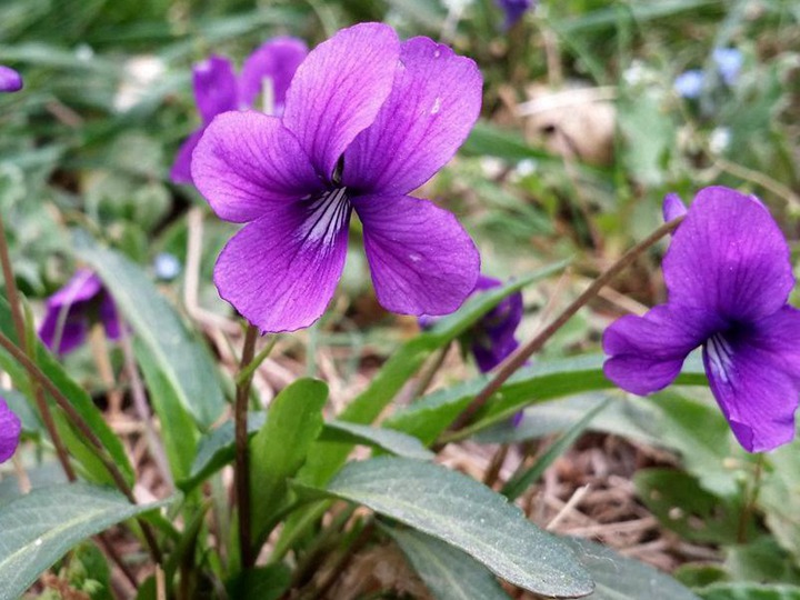 紫花地丁種子什么時候播種，一年開幾次花