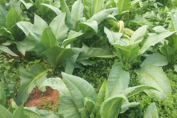 中華苦荬菜兔子可以吃嗎