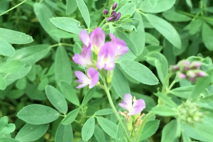 紫花苜蓿幾月份播種，種一次能割幾年