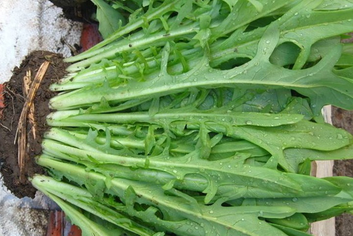 苦賣菜牧草六七月份種可以嗎？