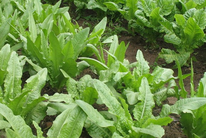 苦賣菜牧草六七月份種可以嗎？