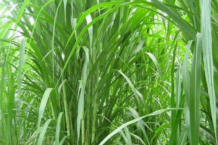 什么牧草產量高營養好