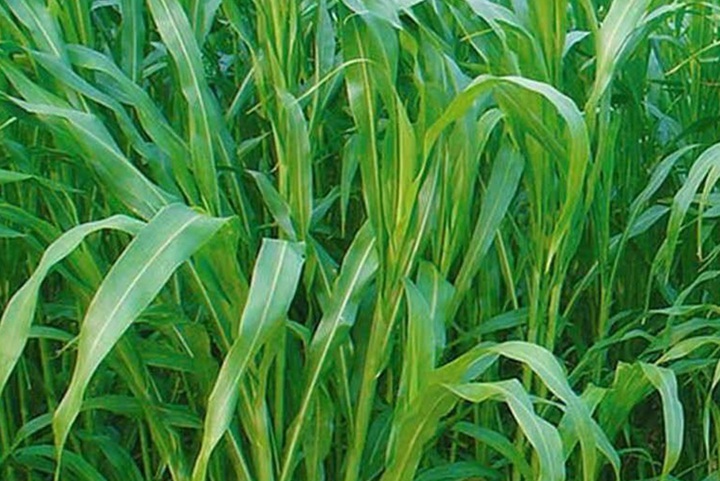 養兔子種植什么牧草最好