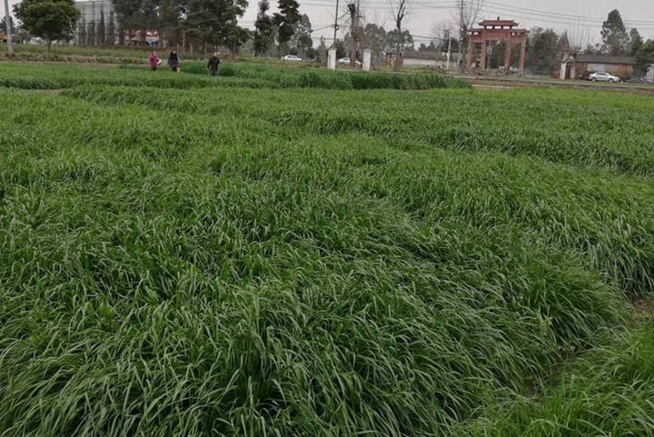 種植什么草養牛羊最好