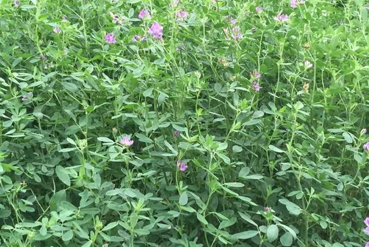 耐寒又高產的多年生牧草有哪些