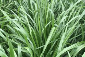 黑麥草冬季多長時間發芽
