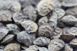 [紅豆草種子]紅豆草種子價格及播種方法