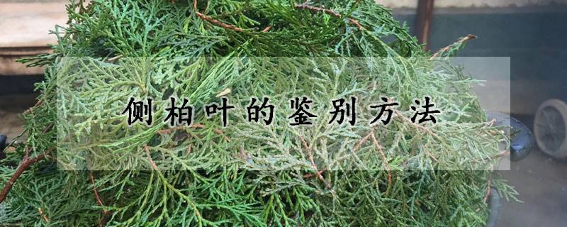 側柏葉的鑒別方法